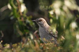 Image of Bahama Mockingbird