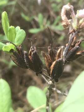 Image of dwarf azalea