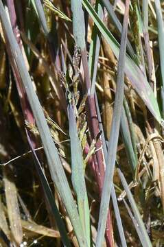 Image of Spiked False Manna Grass