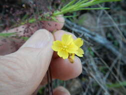 Oenothera linifolia Nutt.的圖片