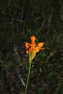 Image of Platycoryne pervillei Rchb. fil.