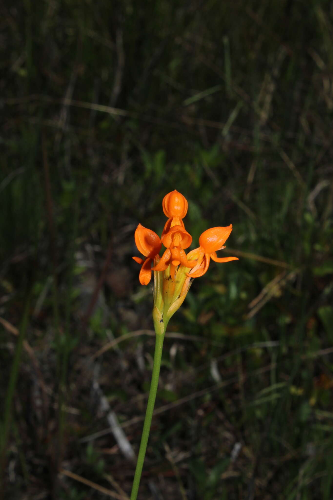 Image of Platycoryne pervillei Rchb. fil.