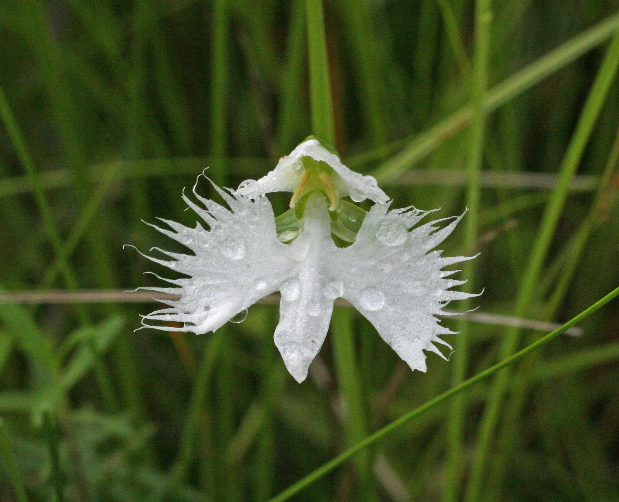 Pecteilis radiata (Thunb.) Raf. resmi