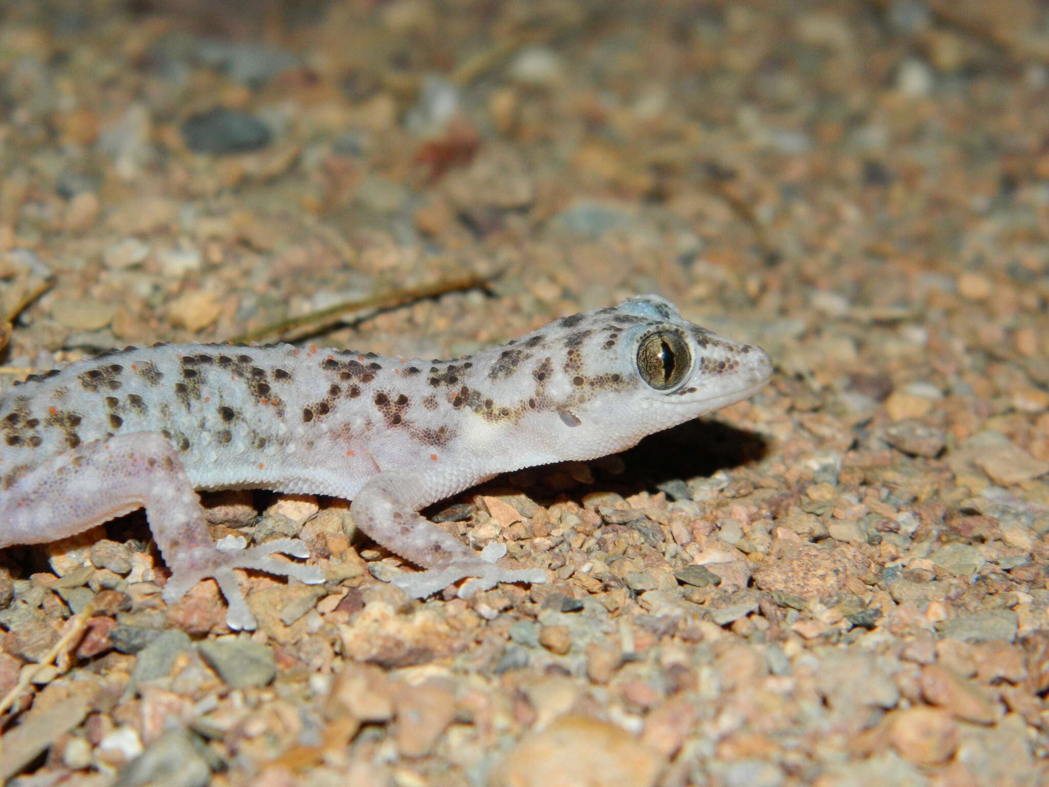 Imagem de Phyllodactylus bordai Taylor 1942