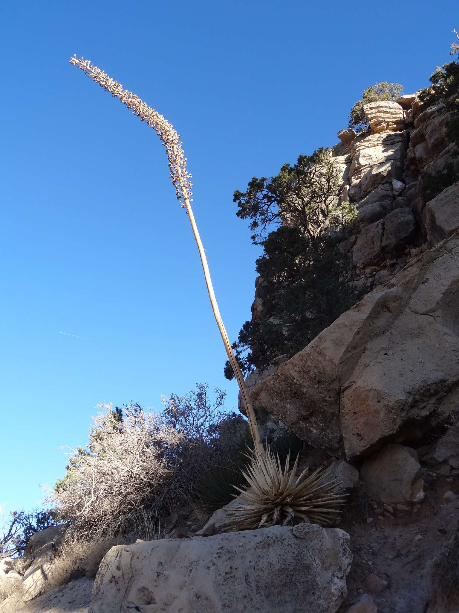 Слика од Agave utahensis subsp. kaibabensis (McKelvey) Gentry