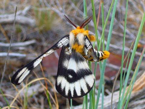 Image of Hera Buckmoth