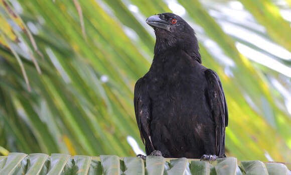 Image of White-necked Crow