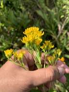 Слика од Solidago rigida subsp. glabrata (Braun) S. B. Heard & J. C. Semple