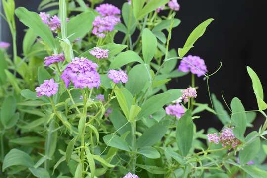 Imagem de Iberis umbellata L.