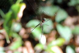 Image of Leucauge argyrobapta (White 1841)