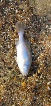 Image of American stardrum