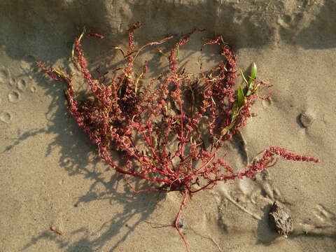 Image of Rumex ucranicus Fisch.