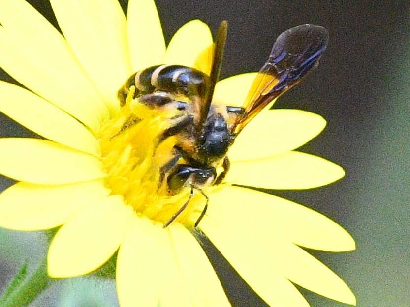 Image of Andrena fulvipennis Smith 1853