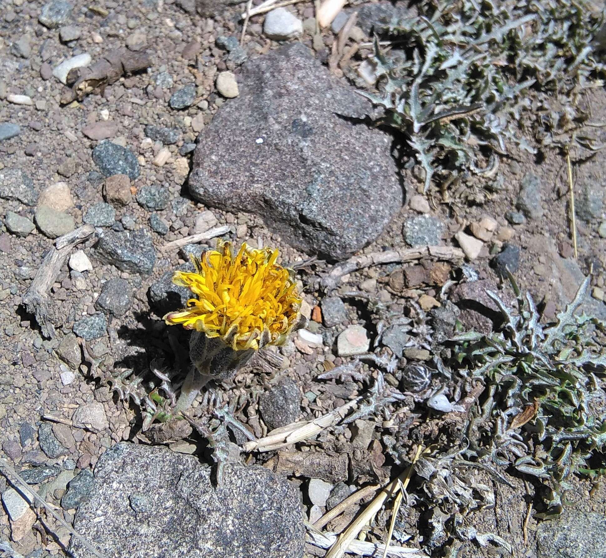 Image of Hypochaeris meyeniana (Walp.) Griseb.