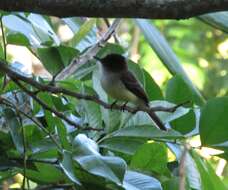 Image of Sad Flycatcher