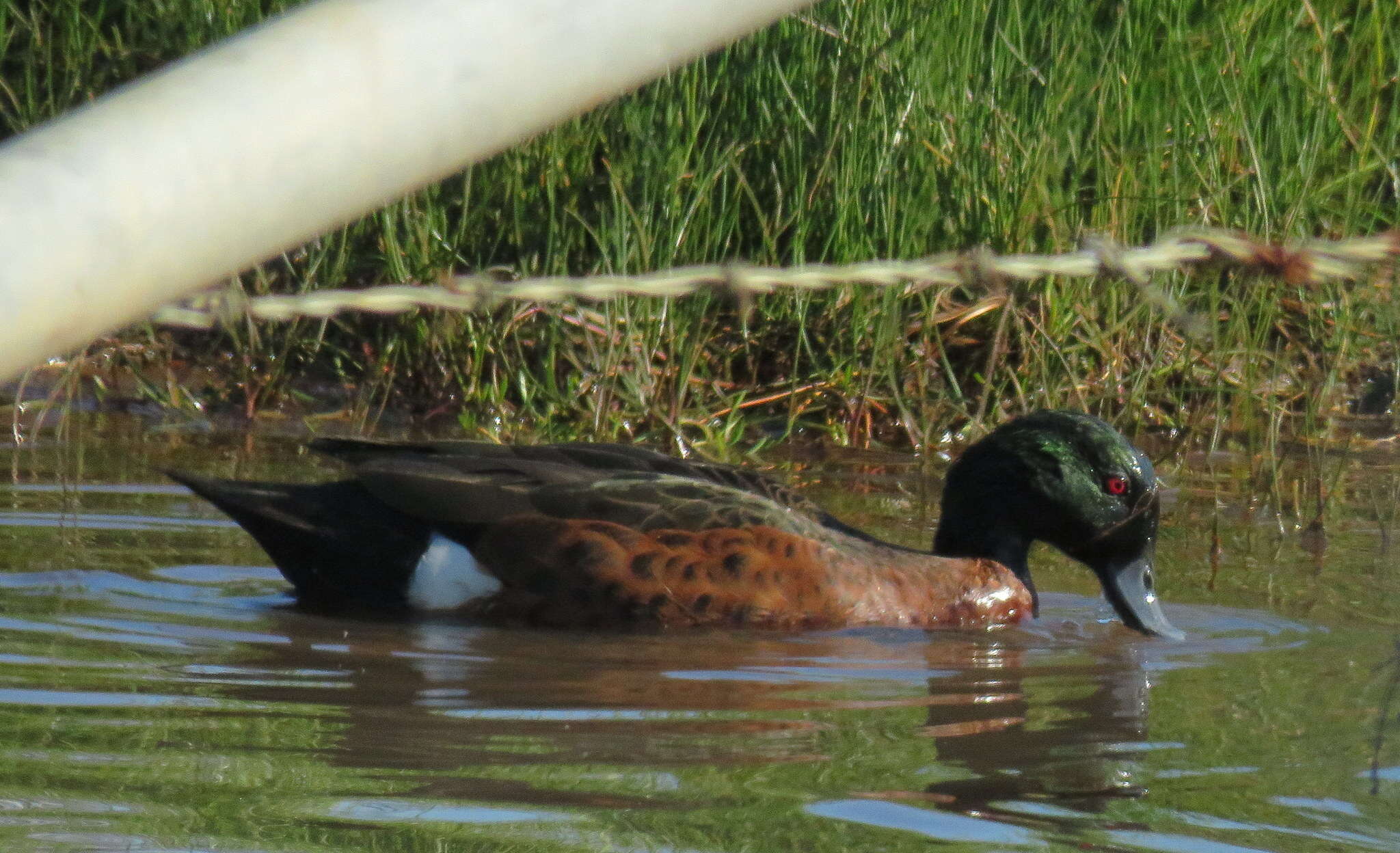 Image of Chestnut Teal