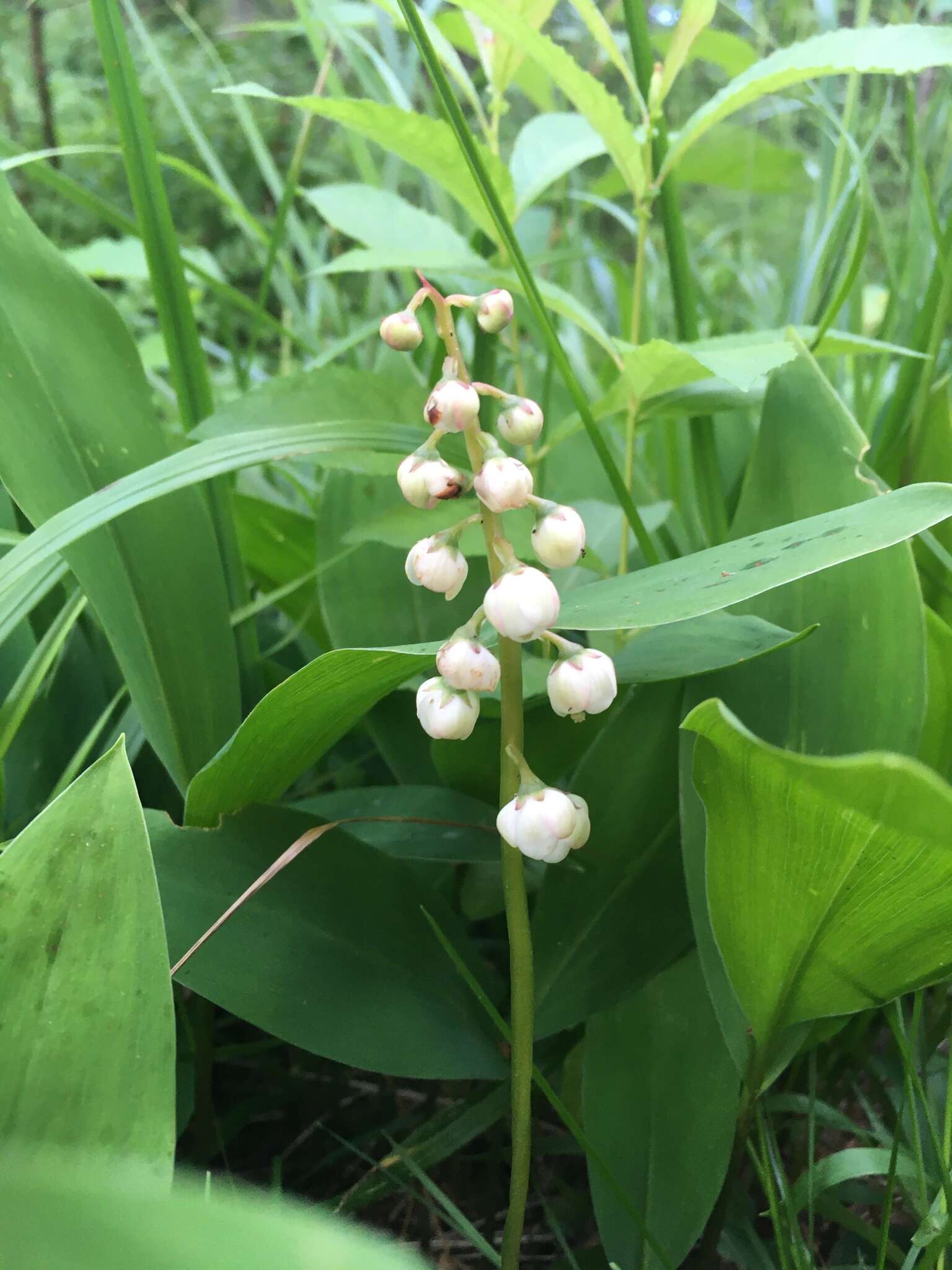 Image of Pyrola media Sw.