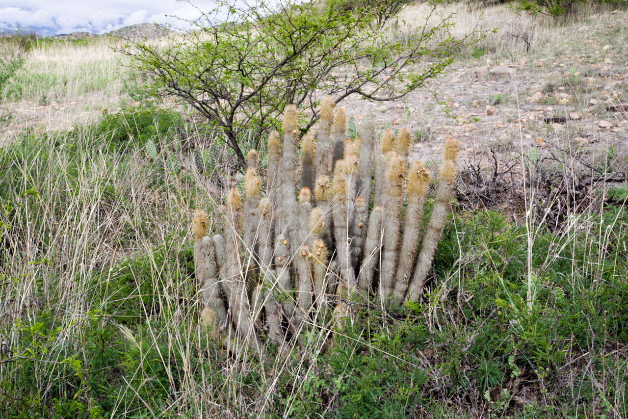 Image of Cleistocactus hyalacanthus (K. Schum.) Rol.-Goss.