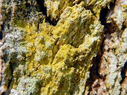 Image of dust lichen