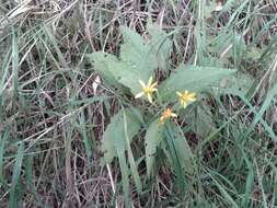 Imagem de Senecio nemorensis L.