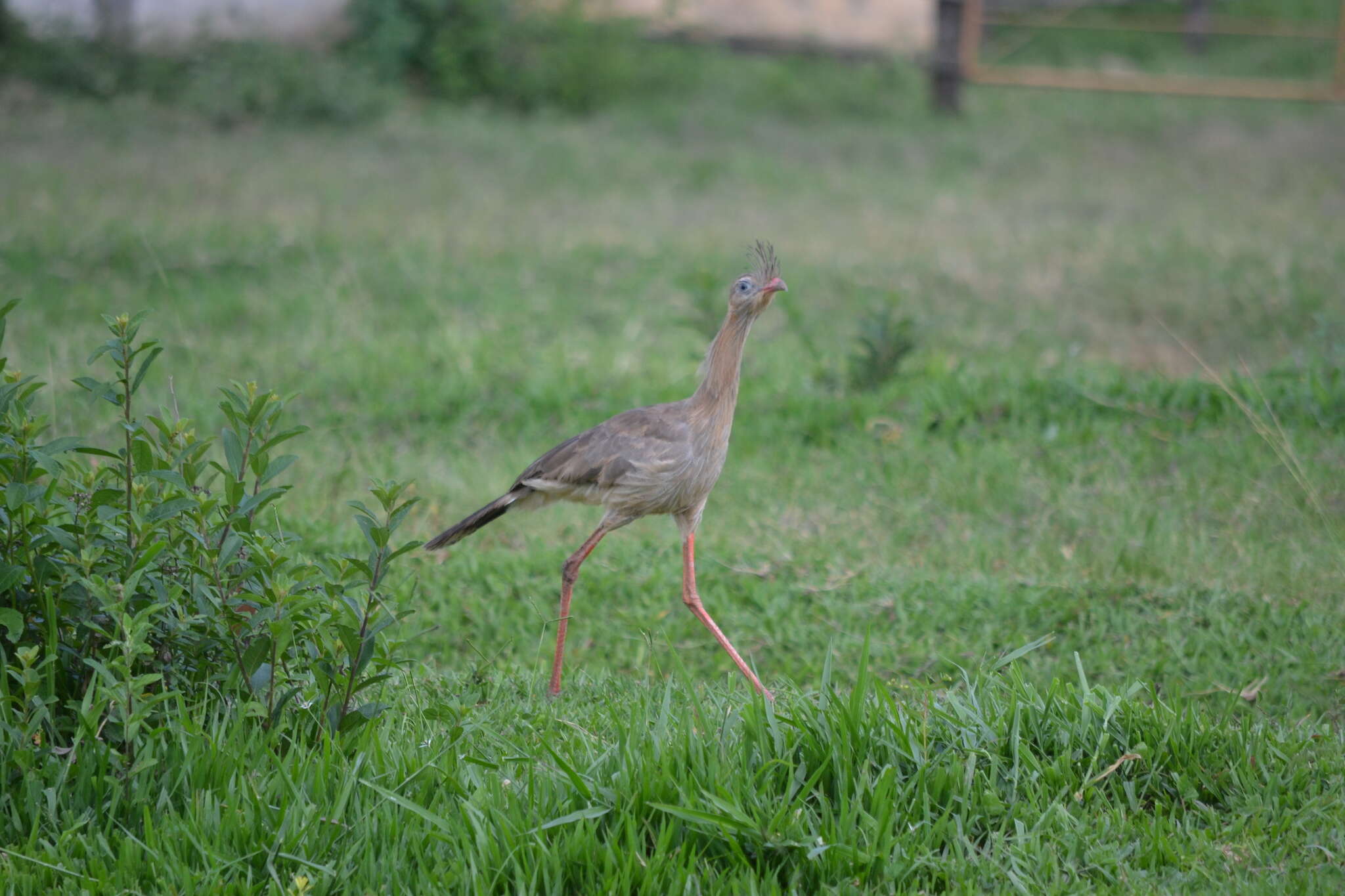 Image of Cariama Brisson 1760