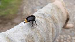 Image of Bombus diligens Smith 1861