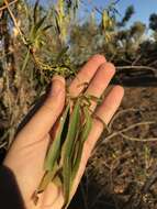 Imagem de Eremophila bignoniiflora (Benth.) F. Muell.