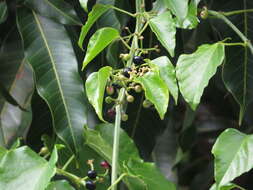 Image de Cissus hastata (Miq.) Planch.