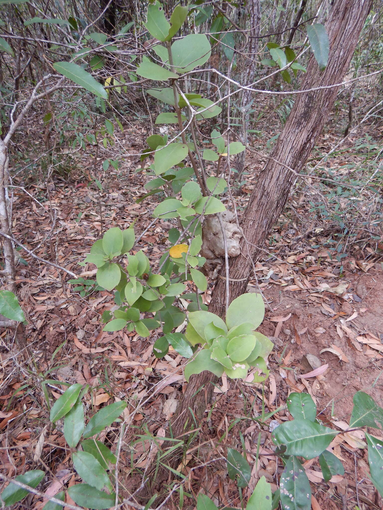 Image of Hydnophytum moseleyanum Becc.