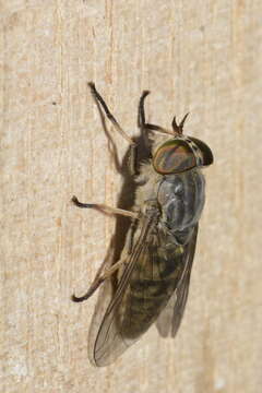 Image of Tabanus bromius Linnaeus 1758