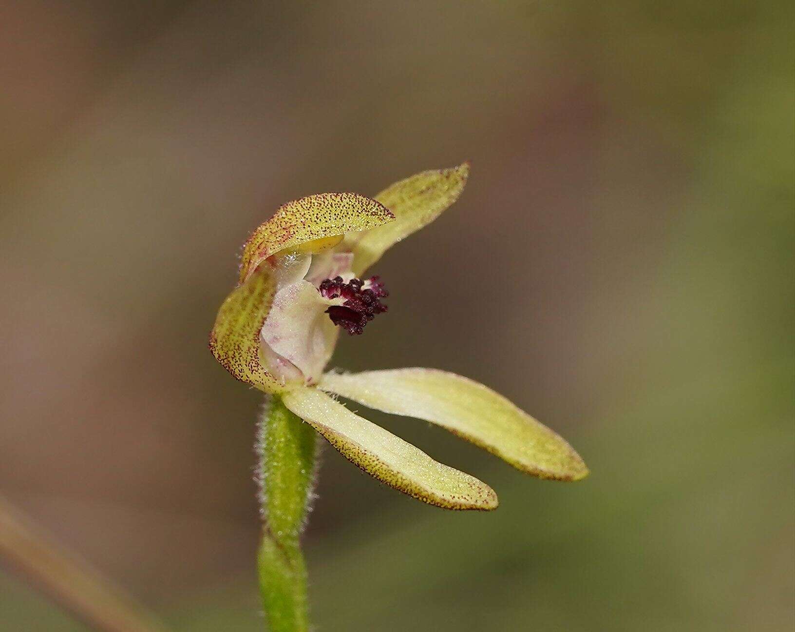 Plancia ëd Caladenia transitoria D. L. Jones