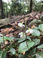 Image of Pyrola alboreticulata Hayata