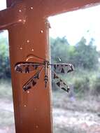 Image of Blotched Long-horned Owlfly