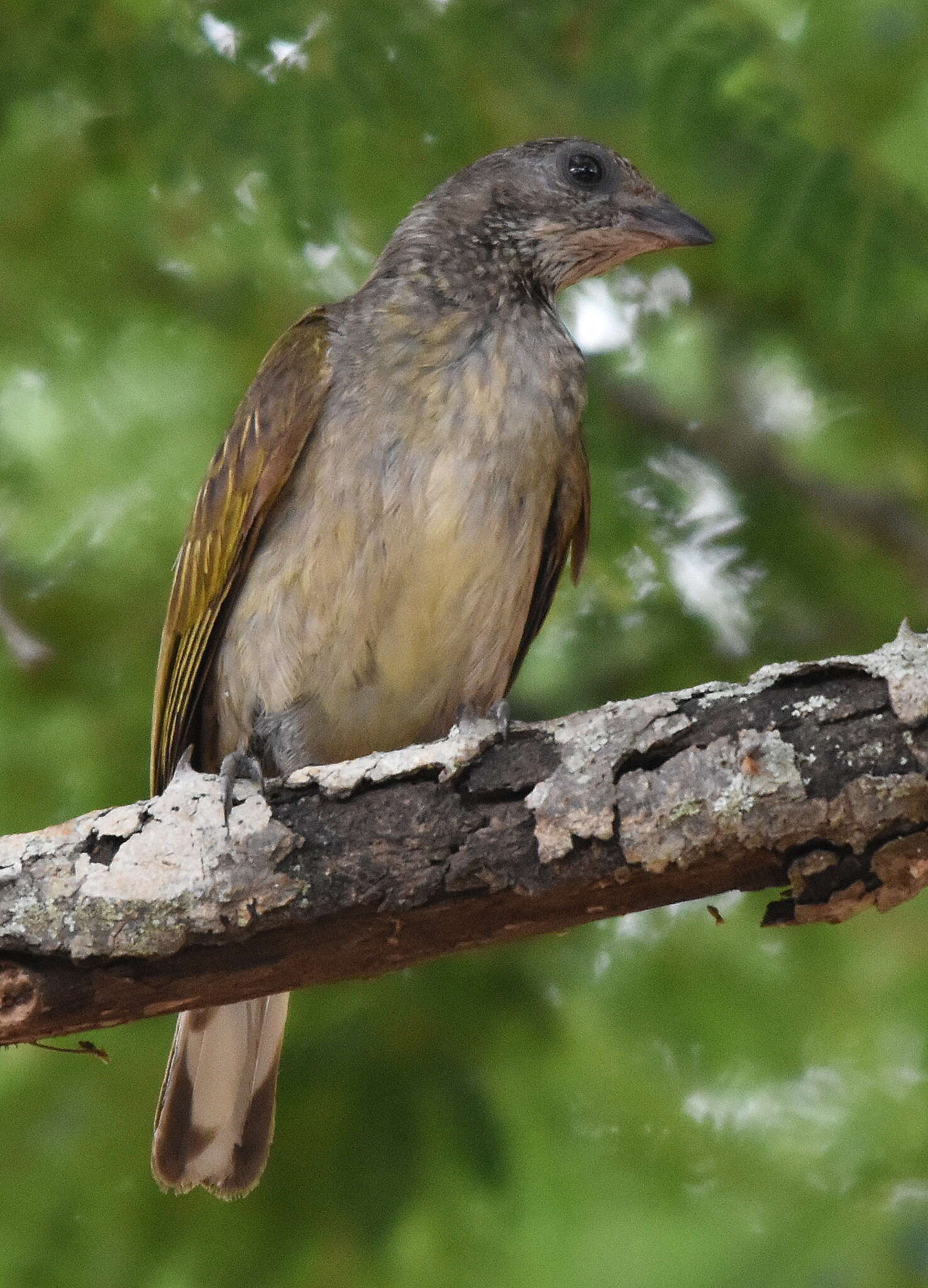 Image of Scaly-throated Honeyguide