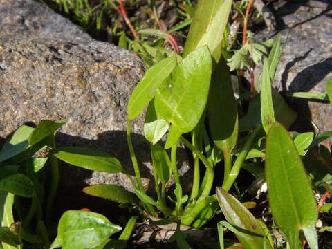 Imagem de Sagittaria natans Pall.