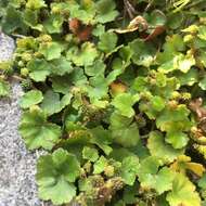 Image of Hydrocotyle setulosa Hayata