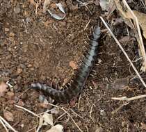 Imagem de Scolopendra galapagoensis Bollman 1889