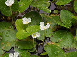 Image of Hydrocharis dubia (Blume) Backer