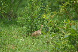 Image of Spotted Nothura