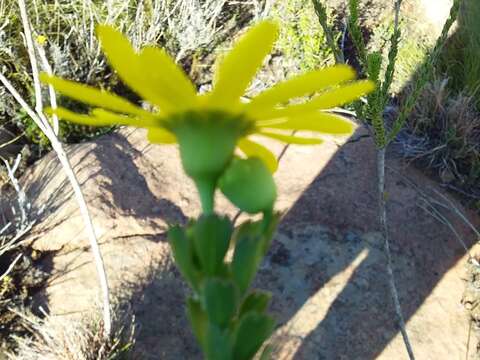 Image of Euryops dentatus B. Nordenst.