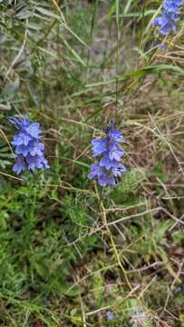 Image of Veronica dalmatica