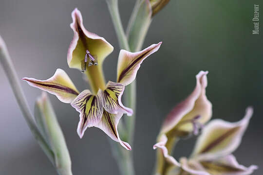 Imagem de Gladiolus permeabilis D. Delaroche