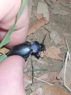 Image of Carabus (Megodontus) violaceus picenus A. & G. B. Villa 1838