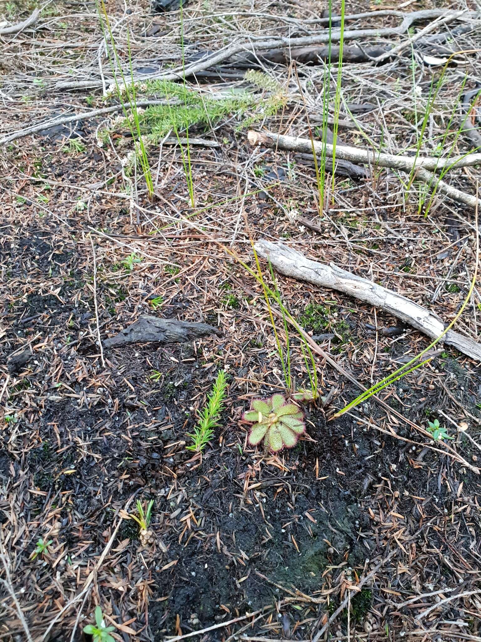 Imagem de Drosera hamiltonii C. R. P. Andrews