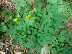 Image of Chelidonium majus subsp. majus