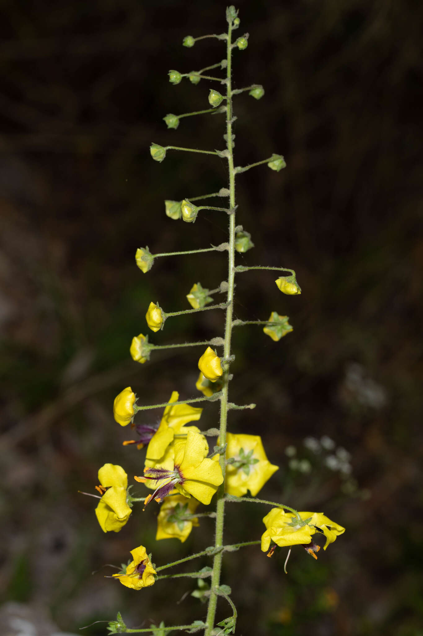 Image of Verbascum arcturus L.