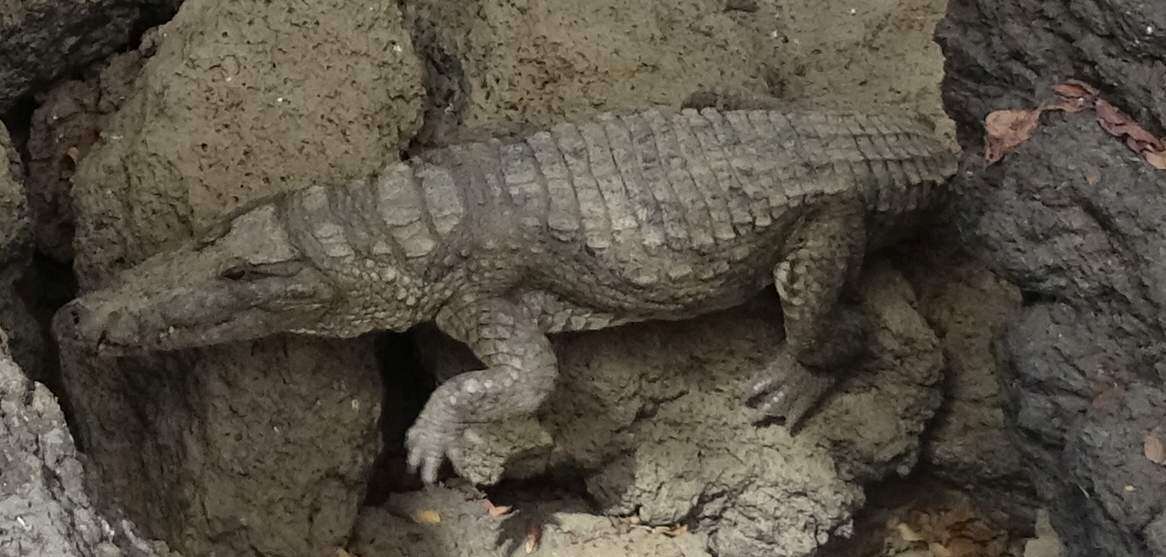 Image of West African crocodile