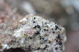 Image of sarcogyne lichen