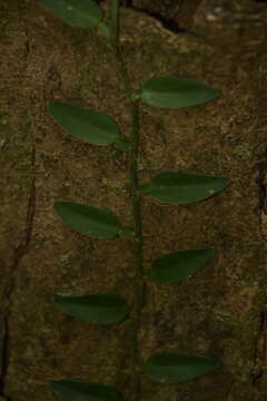 Image of Pothos scandens L.