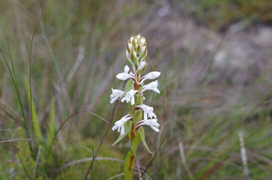 Image de Satyrium amoenum (Thouars) A. Rich.